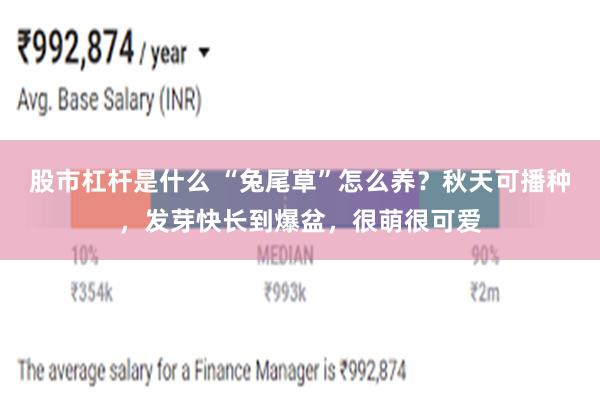 股市杠杆是什么 “兔尾草”怎么养？秋天可播种，发芽快长到爆盆，很萌很可爱